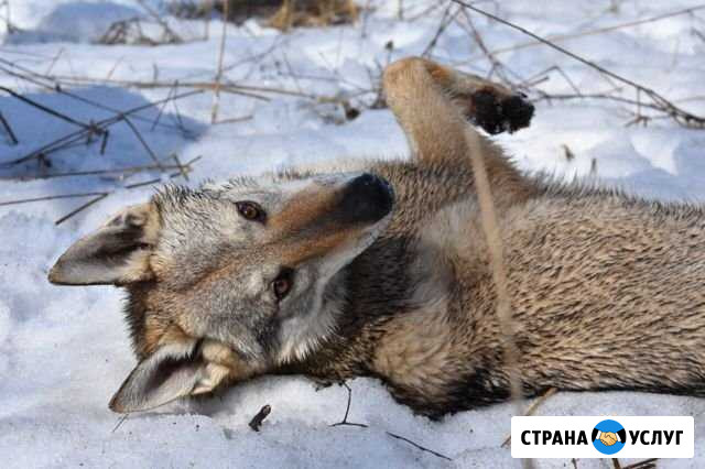 Фотосессия с волком Ярославль - изображение 1