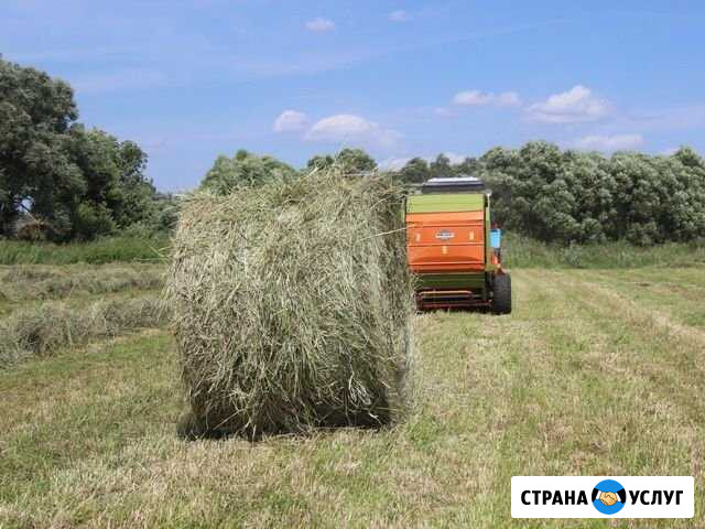 Продам сено в тюках Бийск - изображение 1