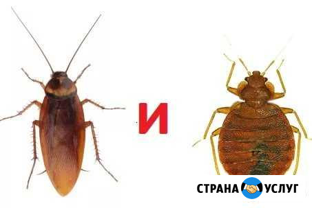 Избавлю Ваш дом от насекомых и грызунов Когалым - изображение 1