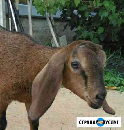 Обезроживание козлят Пермь