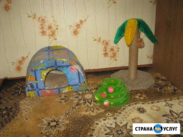 Передержка котиков в домашних условиях Барнаул - изображение 1