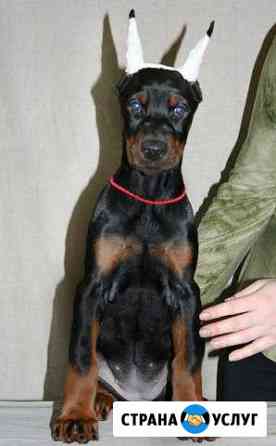 Купирование ушей: Цвергпинчер, доберман, амстрафф Москва
