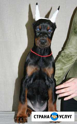 Купирование ушей: Цвергпинчер, доберман, амстрафф Москва - изображение 1