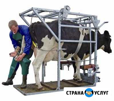 Обработка и лечение копыт крс Калуга - изображение 1