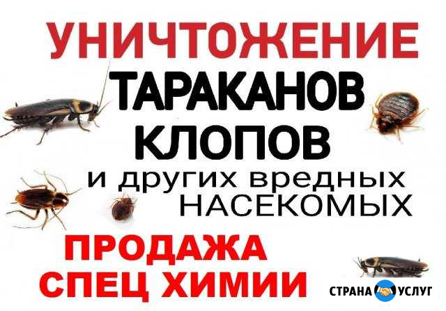 Дизинфекция от клопов, тараканов, муравьев Кемерово - изображение 1