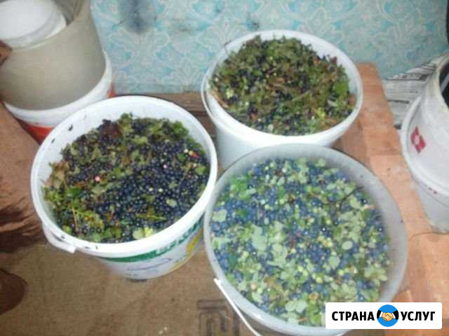 Черника, брусника, клюква, лисички Петрозаводск - изображение 1