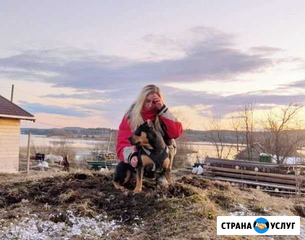 Выгул собак Сортавала - изображение 1
