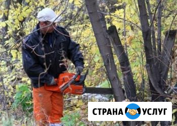 Спил деревьев. Расчистка участков от деревьев и кустарника. Вывоз мусора Барнаул - изображение 1