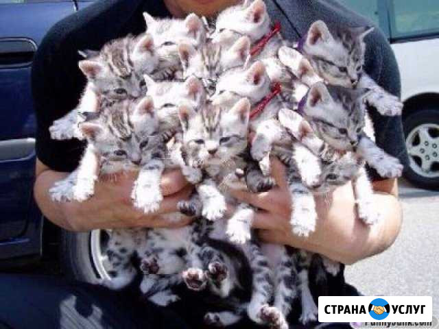 Авто-няня-школьникам Сургут - изображение 1