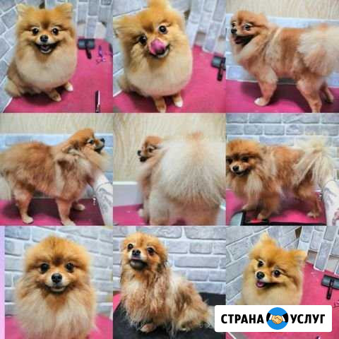 Стрижка кошек и собак Каменск-Уральский - изображение 1
