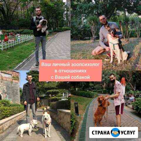 Коррекция поведения собак. Кинолог-зоопсихолог Чита
