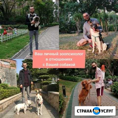 Коррекция поведения собак. Кинолог-зоопсихолог Чита - изображение 1