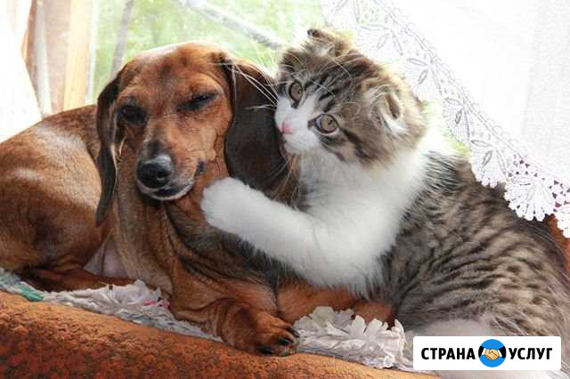 Передержка:кошки, собаки (можно парами). Центр Хабаровск - изображение 1