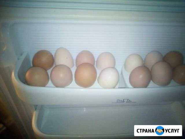 Яйца куриные домашние Козельск - изображение 1