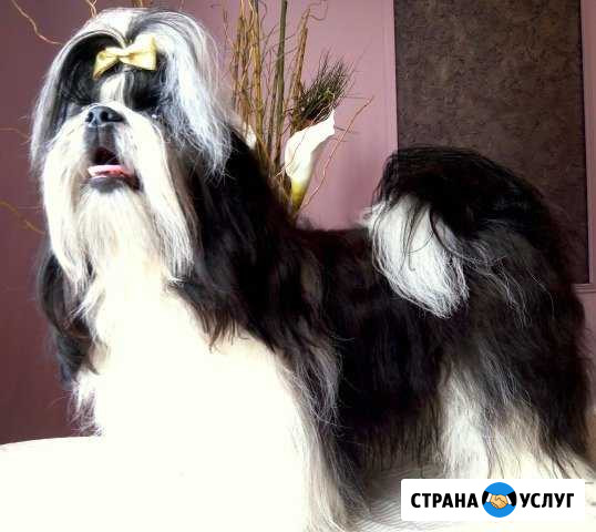 Молодой кобель ши-тцу ждет невесту Волгоград - изображение 1