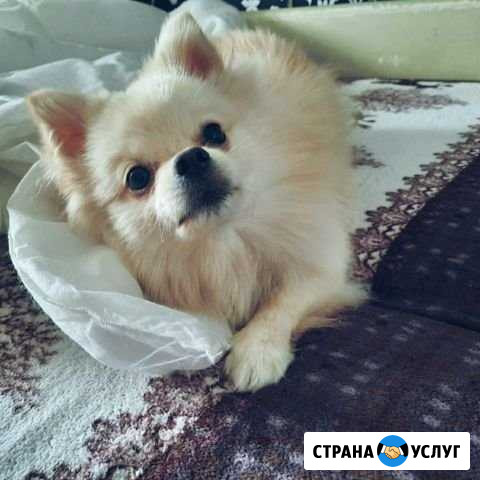 Вязка Липецк - изображение 1