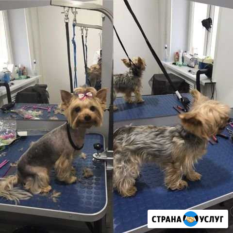 Груминг животных Соль-Илецк - изображение 1