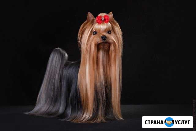 Фотосъемка собак и кошек Киров - изображение 1