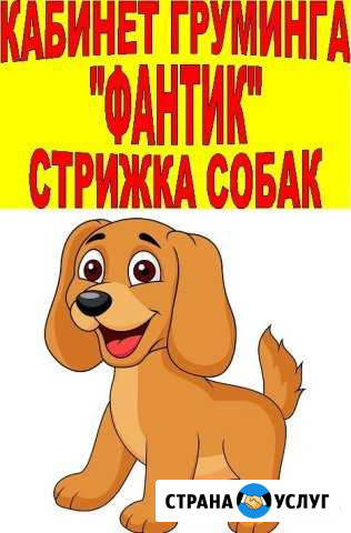 Стрижка собак Липецк - изображение 1