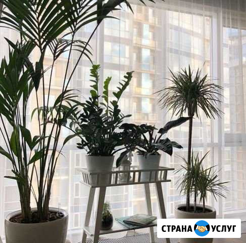 Озеленение интерьеров, продажа готовых цветов в го Саранск - изображение 1