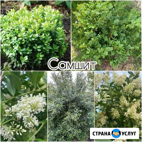 Растения Йошкар-Ола - изображение 1