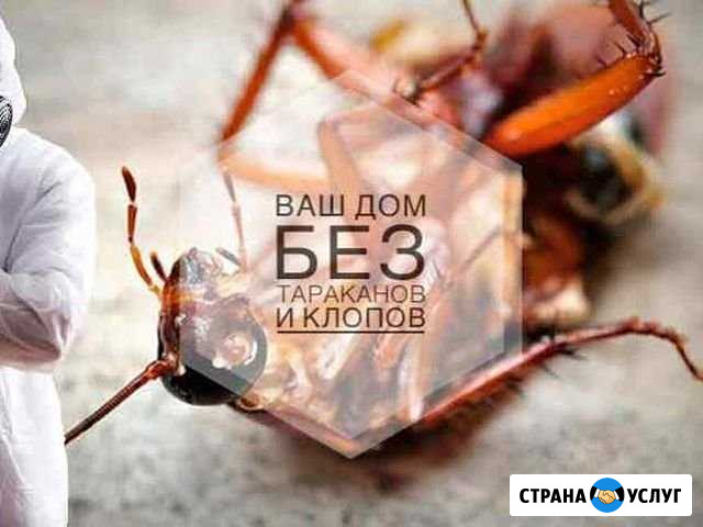Уничтожение клопов тараканов клещей Дезинсекция Лысьва - изображение 1