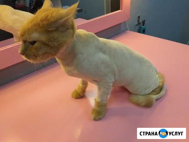 Стрижка кошек и собак Белгород - изображение 1