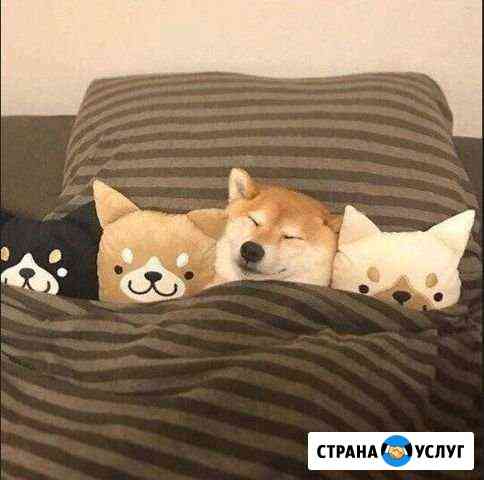 Прогулка с собакой / Выгул собак Пермь
