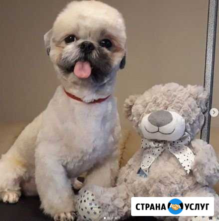 Стрижка собак и кошек Смоленск - изображение 1