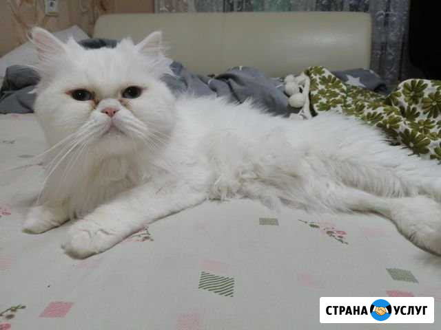 Вязка Чебоксары - изображение 1