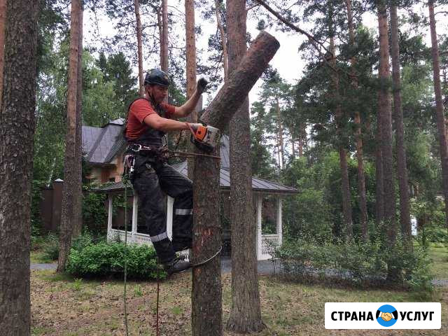 Валка деревьев частями Санкт-Петербург - изображение 1
