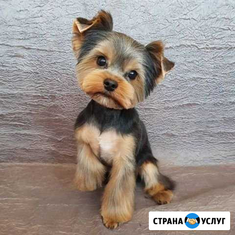 Стрижка собак Алушта - изображение 1