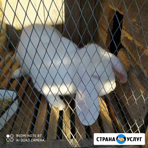 Случка Серов - изображение 1