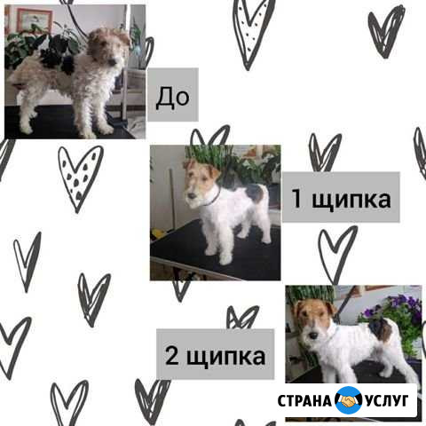 Стрижка собак, ручная щипка охотничьих пород Тольятти - изображение 1