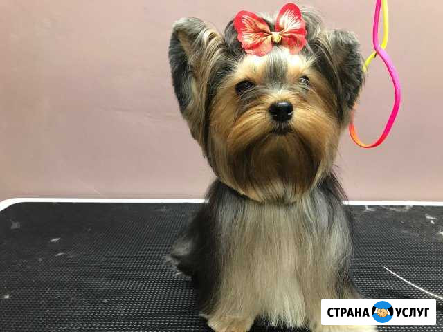 Стрижка собак в Сочи (Кудепста) Сочи - изображение 1