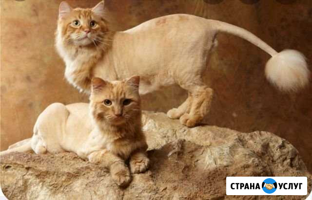 Стрижка собак, груминг кошек Иркутск - изображение 1