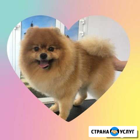 Стрижка собак и кошек Кемерово - изображение 1