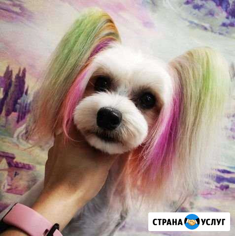 Стрижка животных Краснодар - изображение 1