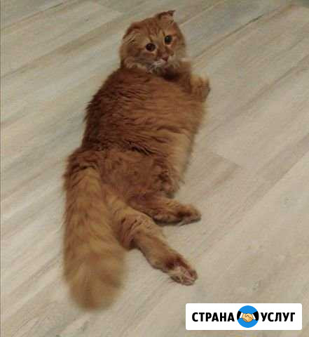 Передержка котов, кошек Кудрово - изображение 1