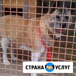 Передержка животных Саратов - изображение 1