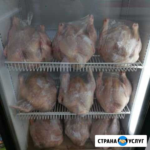 Куры халяль Астрахань - изображение 1