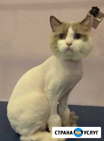Стрижка кошек Воронеж - изображение 1