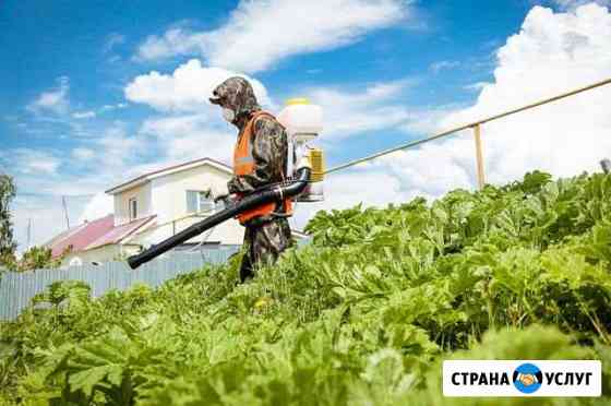 Уничтожение Борщевика/Чистка участка Переславль-Залесский