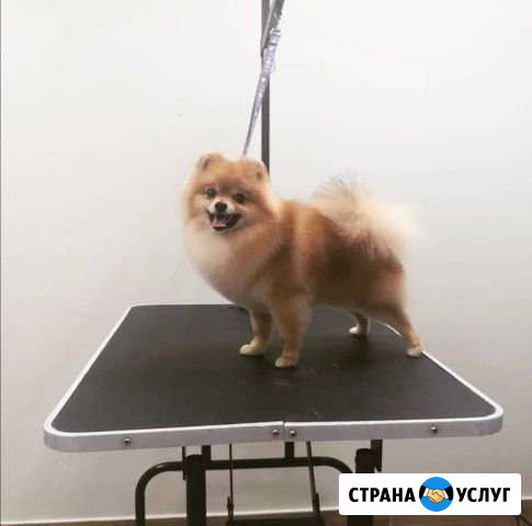 Стрижка собак / груминг Челябинск - изображение 1