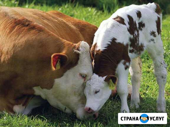 Искусственное осеменение коров Ульяновск - изображение 1