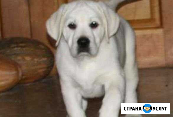 Выгул собак Волгоград - изображение 1