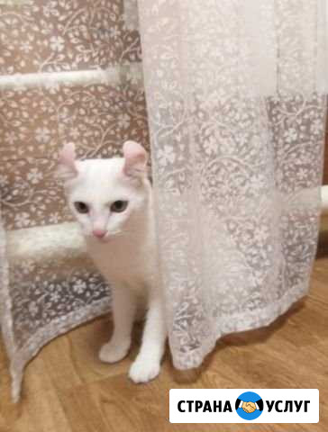 Постригу вашу кошку, собаку на дому(сертификат) Казань - изображение 1