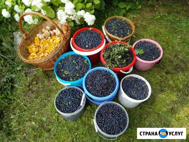 Ягоды - - грибы Зеленоград - изображение 1