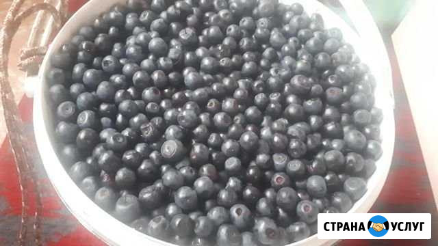 Черника на заказ Козельск - изображение 1