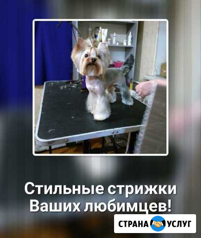 Стрижка собак Рыбинск - изображение 1